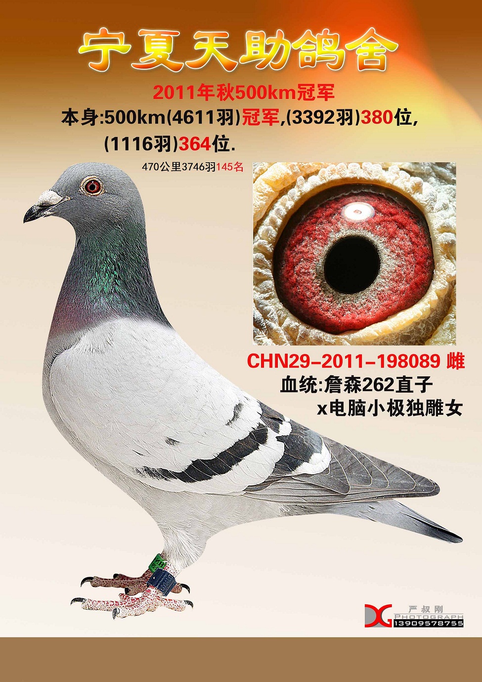 4611羽冠军(售出)_宁夏天助鸽舍-中信网爱鸽商城