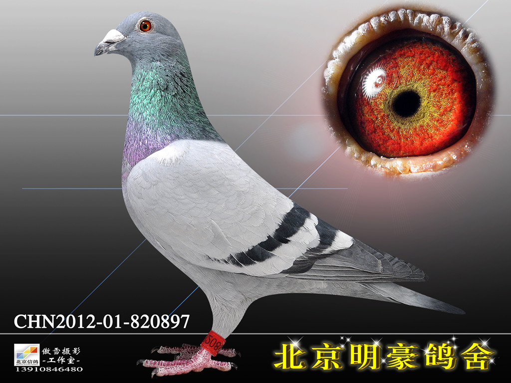 胡本897(已售)_北京明豪鸽舍-中信网爱鸽商城
