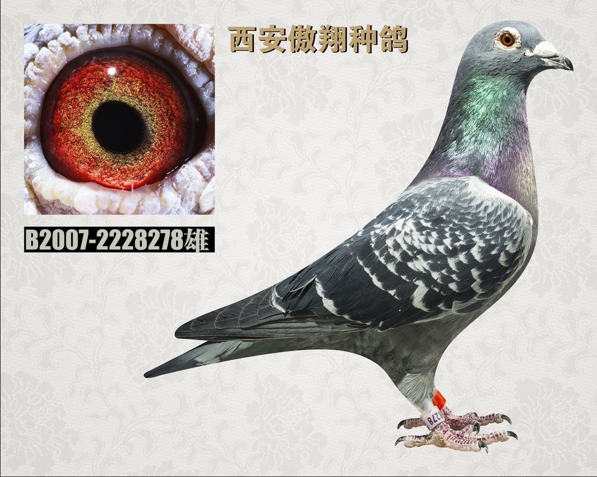 新朱利安号_西安傲翔信鸽育种中心_ ag188.