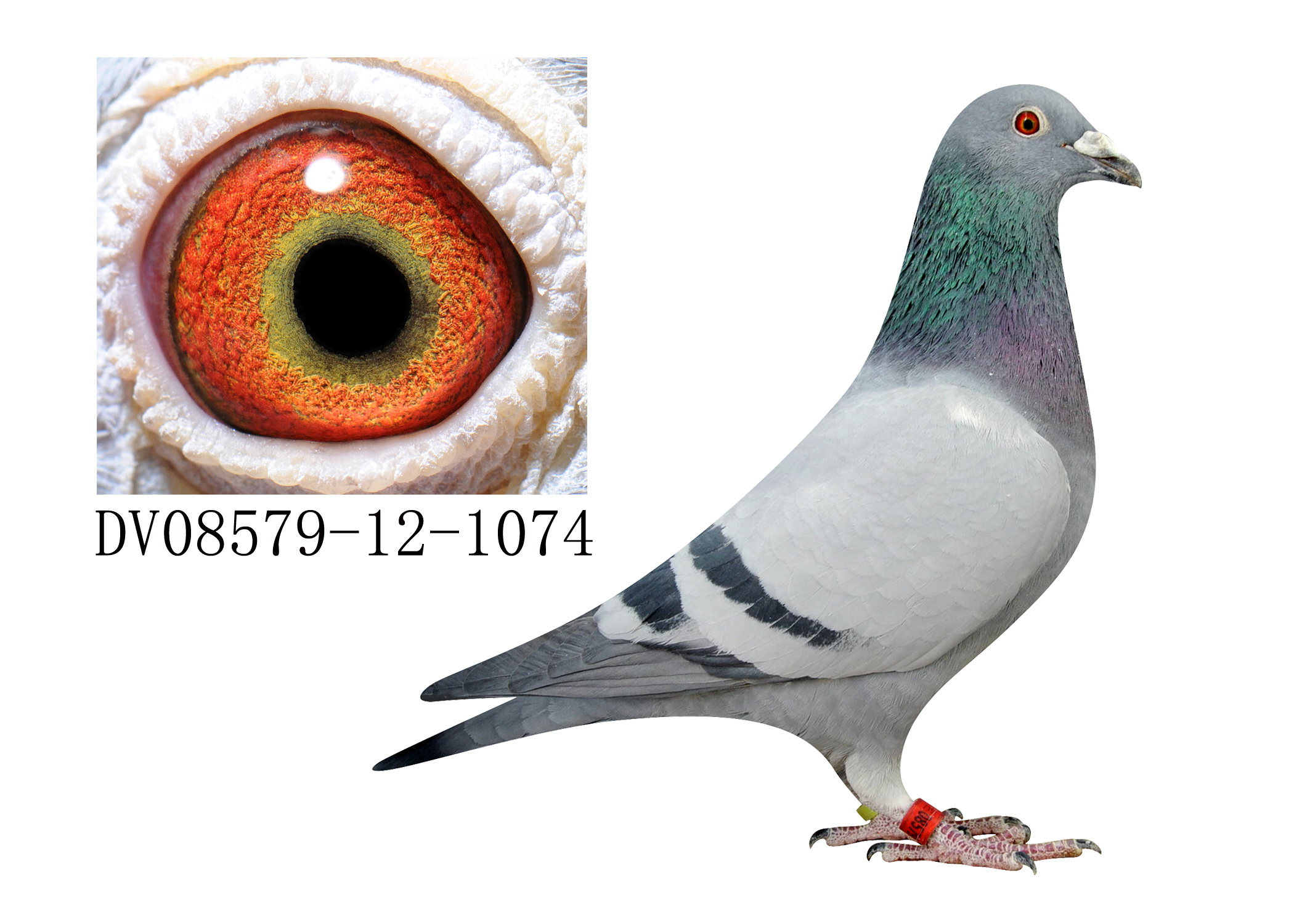 奥林匹克003近亲直孙女