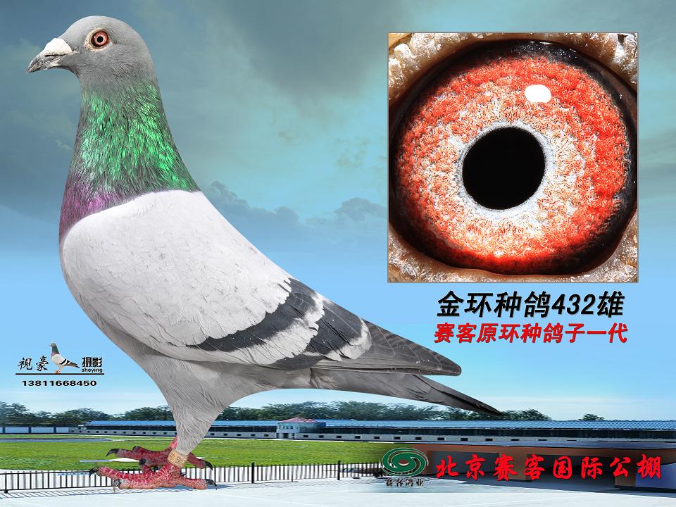 林波尔狮子王狮子王