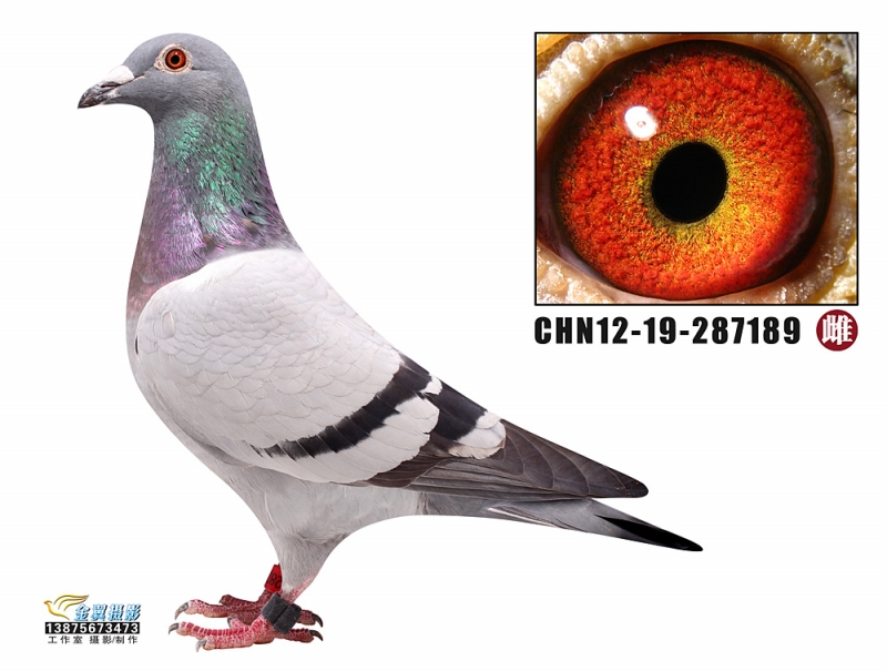 超级种鸽:胡本大名鸽 恰比直孙