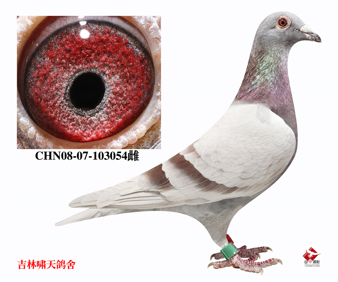 超悦777直女_吉林啸天鸽舍_ag188.com爱鸽商城_中国信鸽信息网