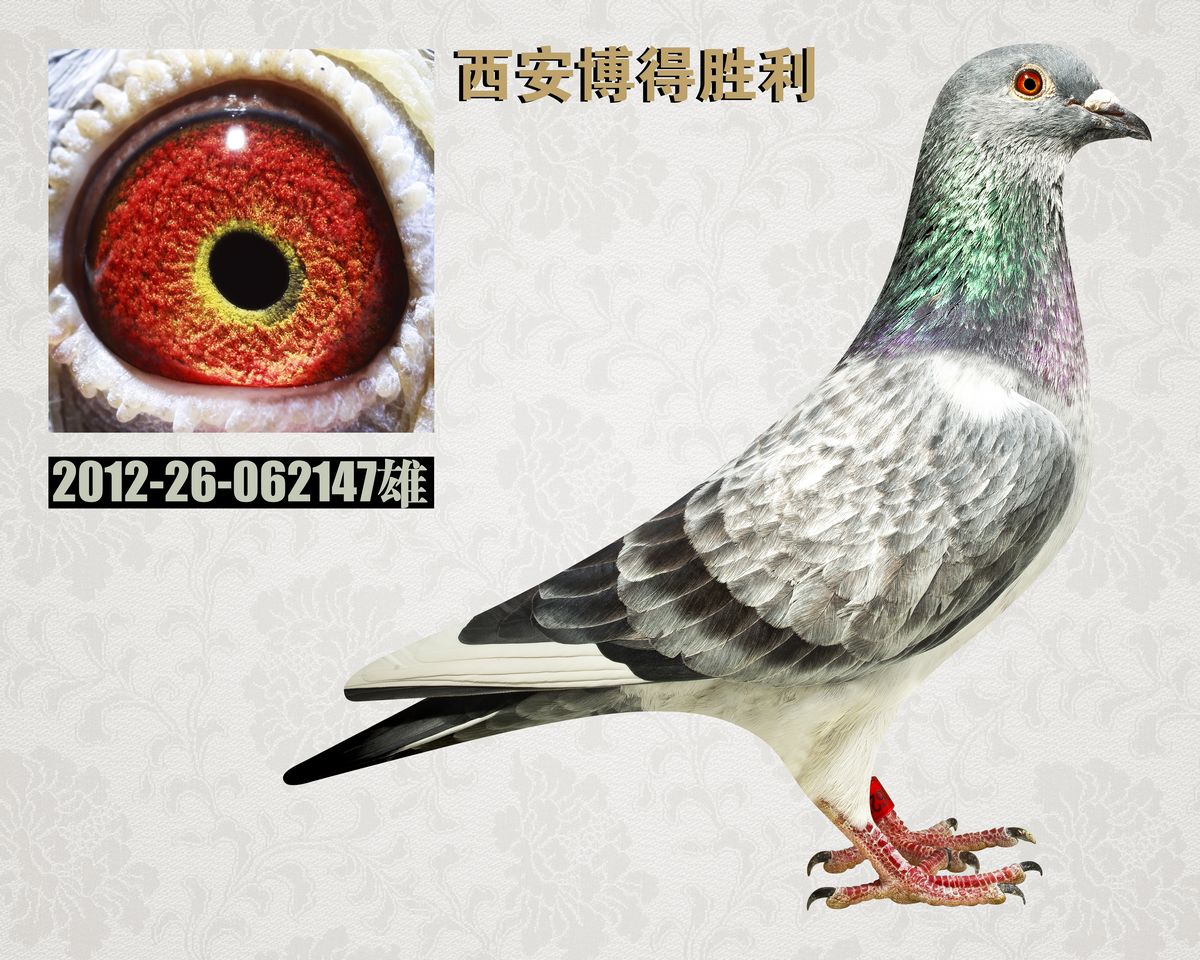 飞鹰血系x盖比金母_西安博得胜利种鸽舍_ ag188.