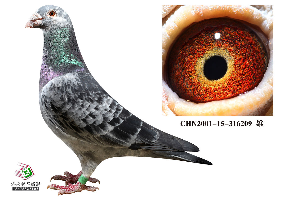 瓦季卡2号雄(已售)