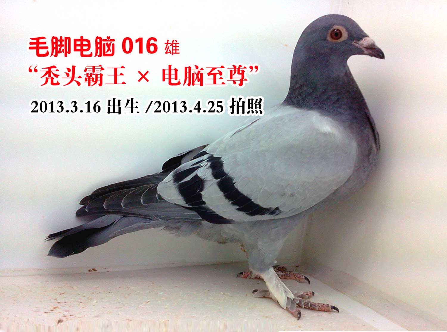 毛脚电脑016_安徽和平鸽舍_ag188.com爱鸽商城_中国信鸽信息网