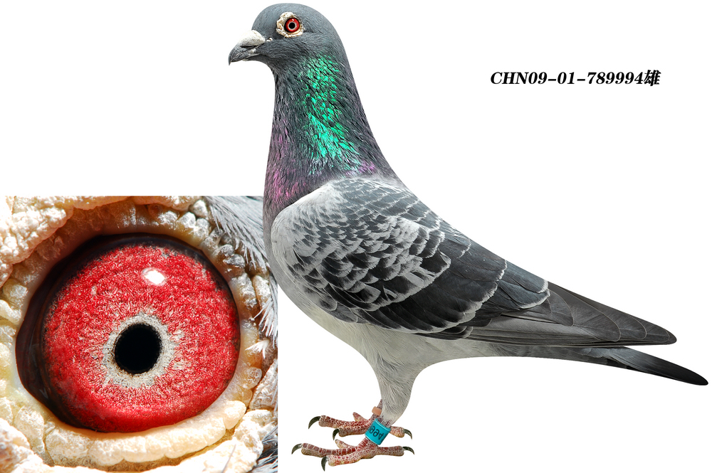 卡萨_北京王少堂鸽舍_ ag188.com爱鸽商城_中国信鸽信息网