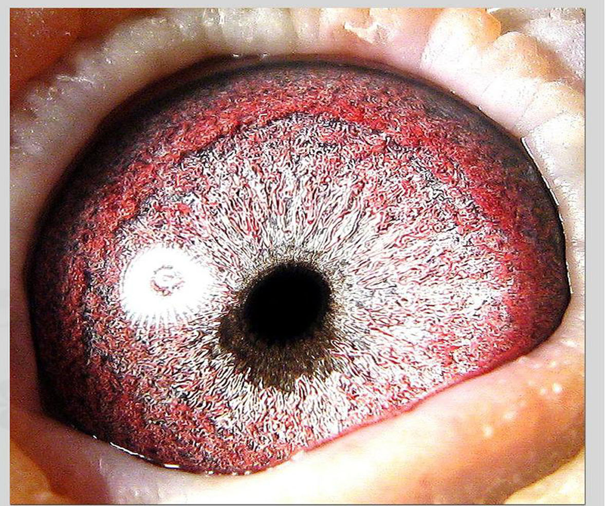 詹森德比号(1号种雄直女)