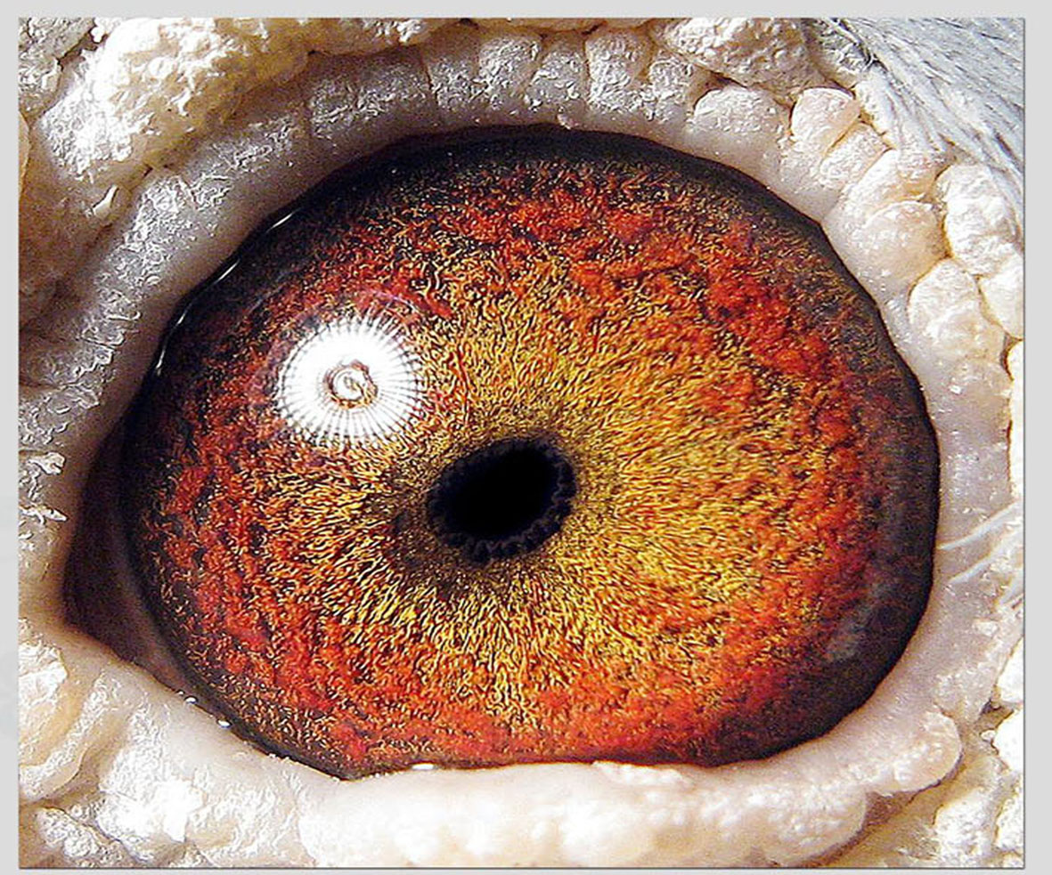 詹森火箭回血鸽直系399