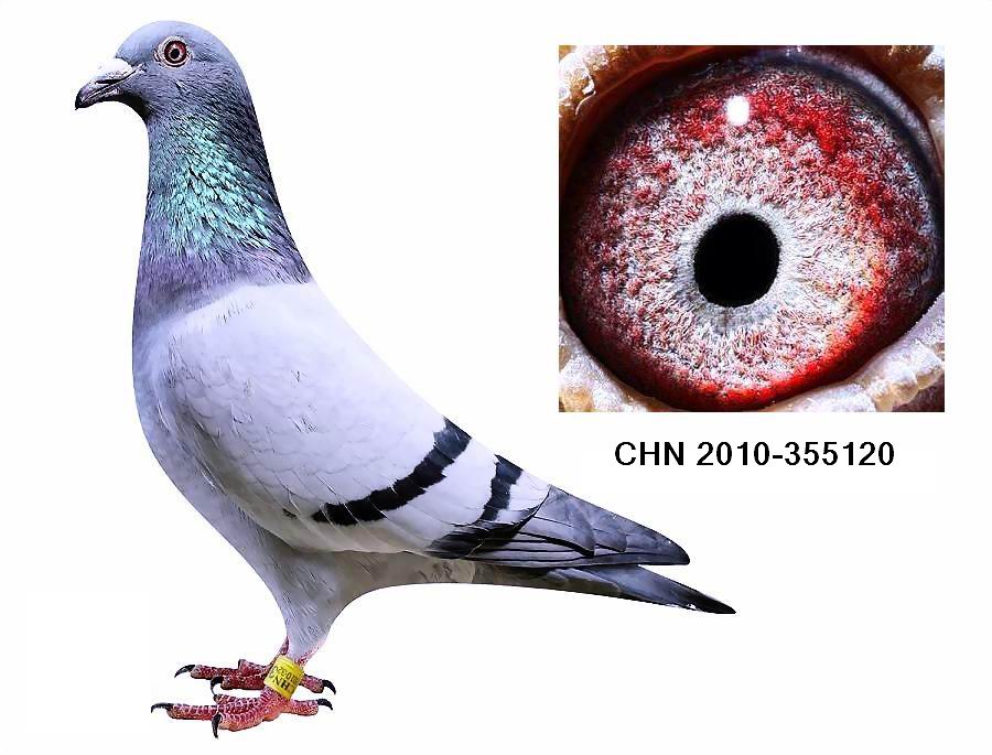 汉斯威利理奇_山东远翔鸽舍_ ag188.com爱鸽商城_中国信鸽信息网