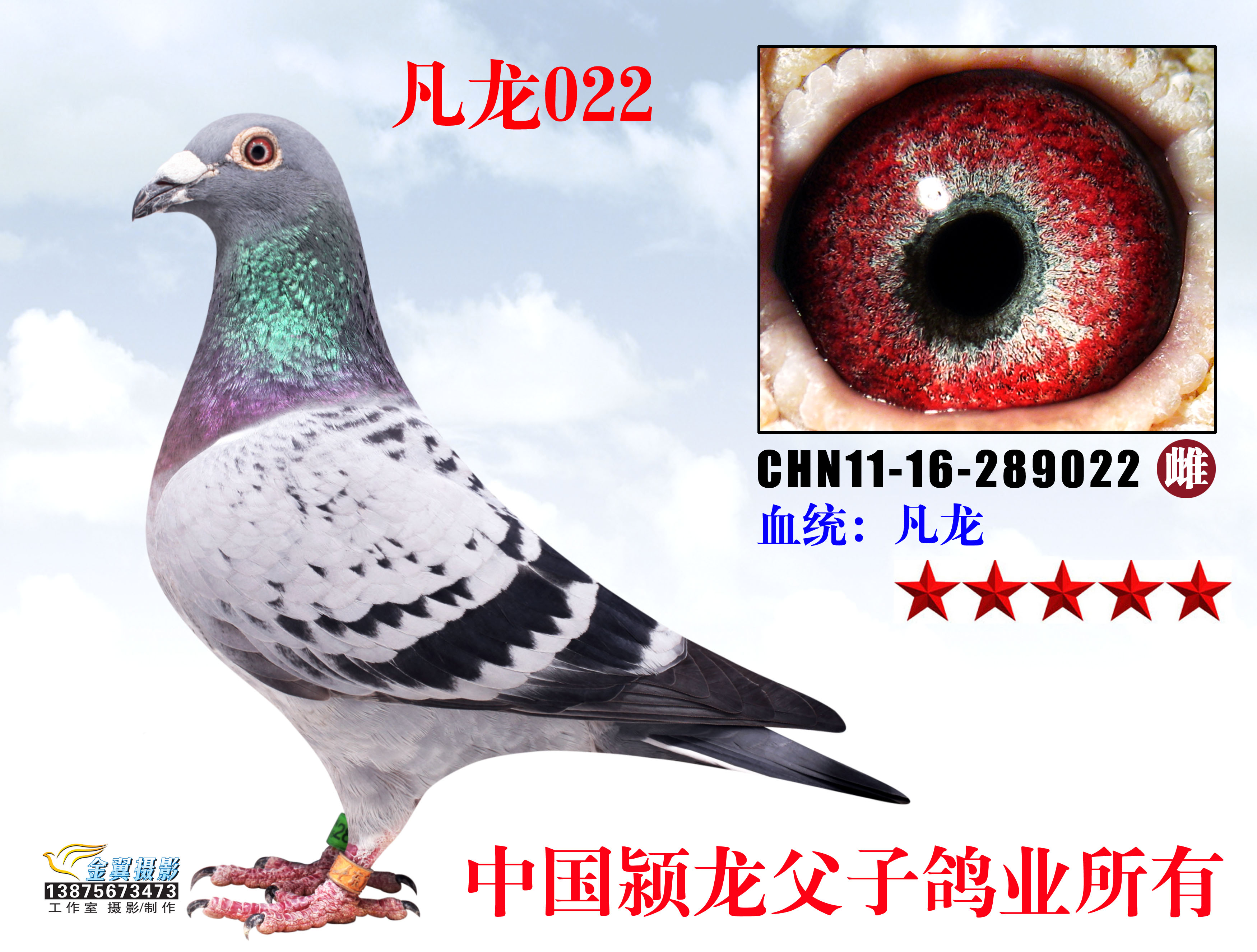 凡龙022(已售)_中国颍龙父子鸽业_ ag188.com爱鸽商城_中国信鸽信息网