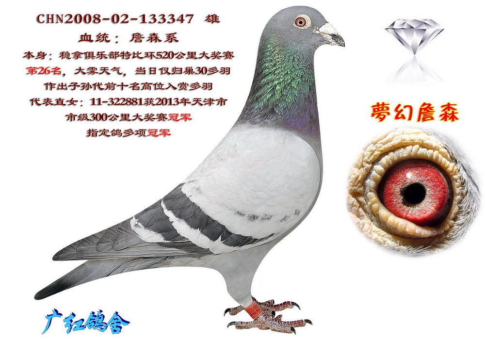 梦幻詹森_天津广红鸽舍-中信网爱鸽商城