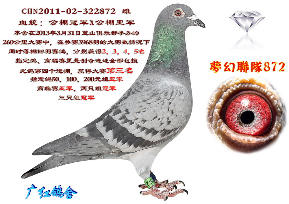 蓝山季军_天津广红鸽舍-中信网爱鸽商城