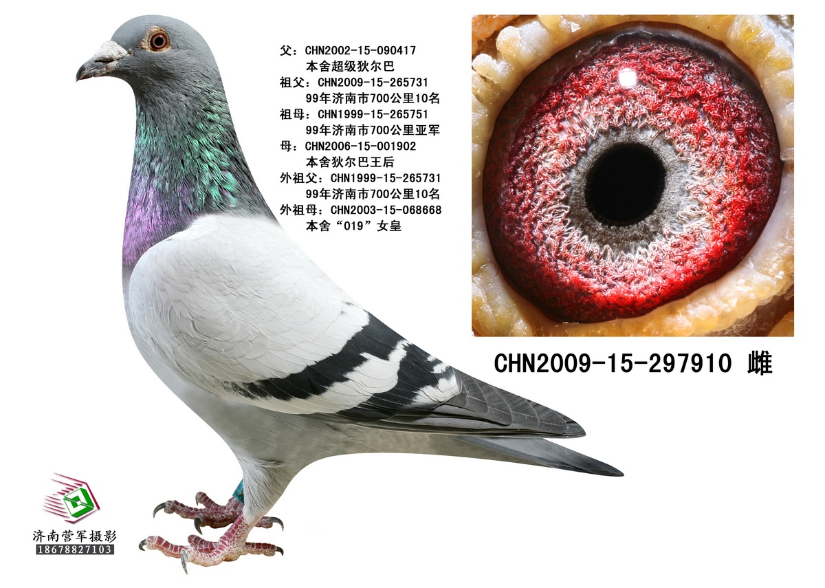 狄尔巴极度近血雌