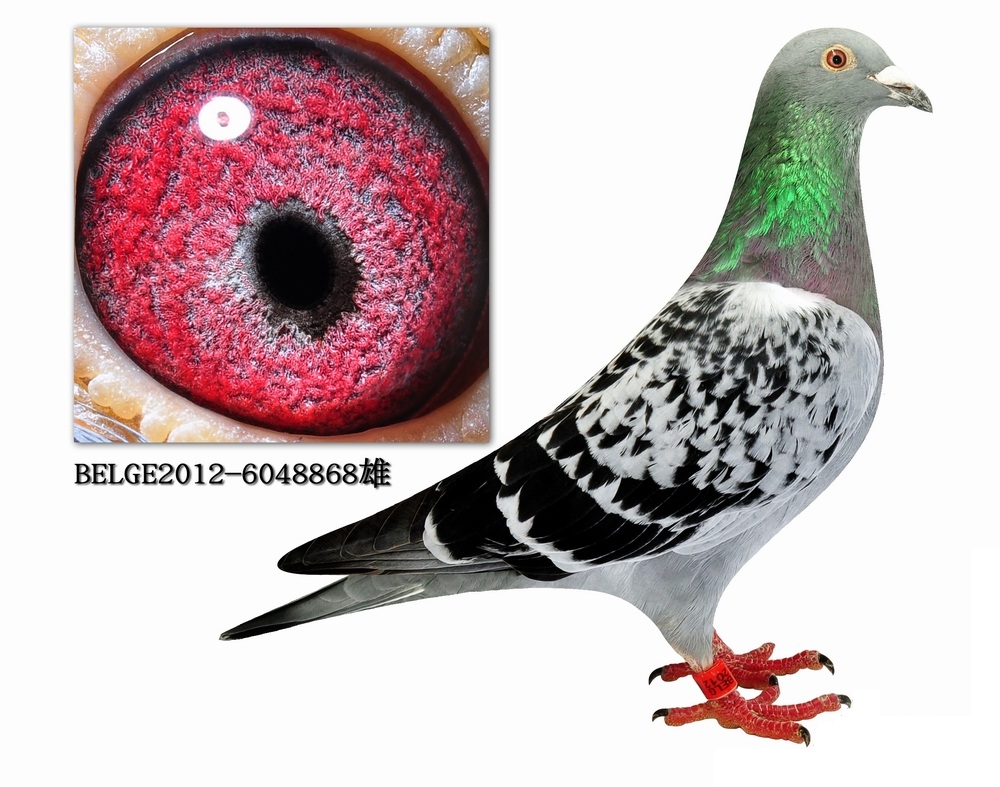 比利时赛鸽铭家 马歇尔佛卡门