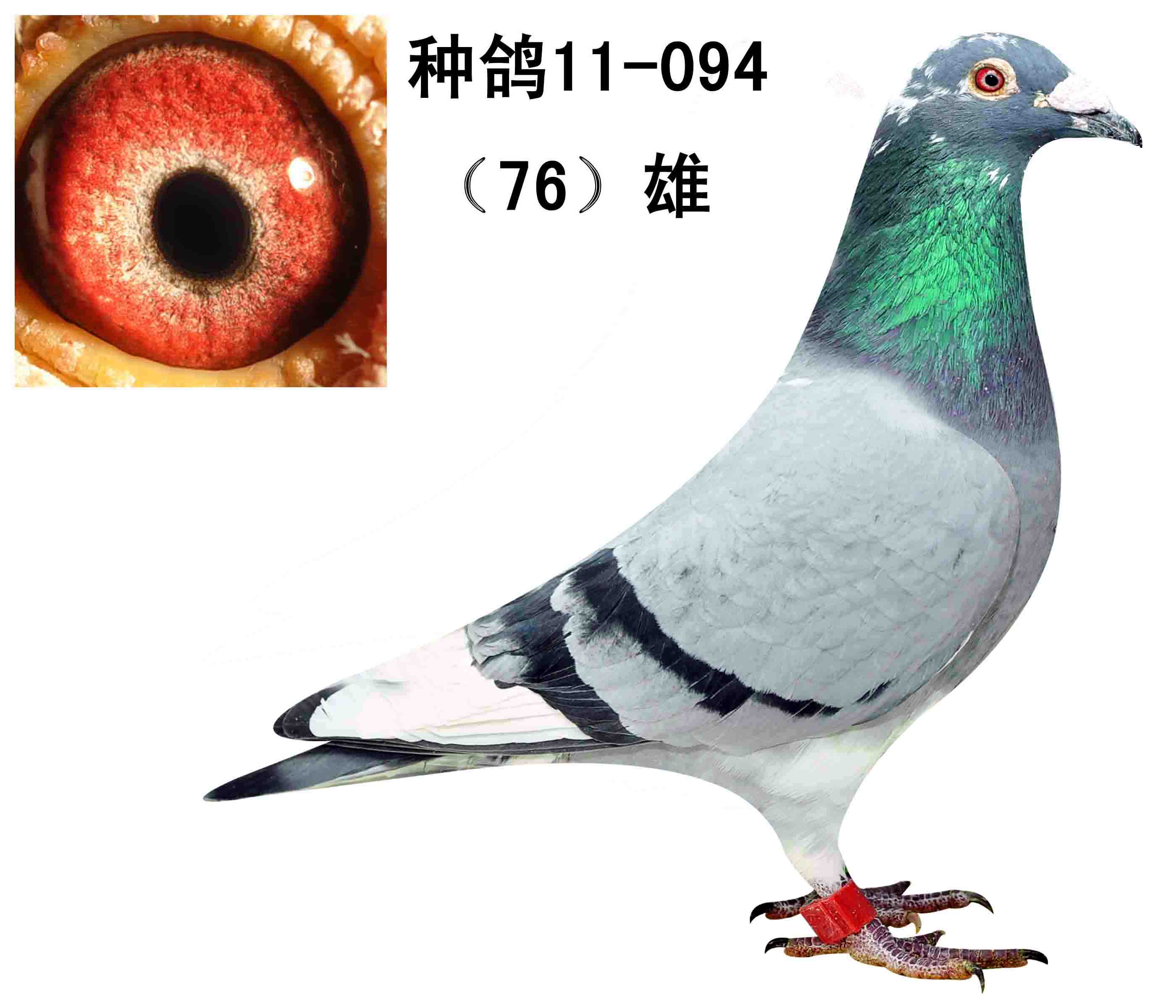 高级种鸽(雄)_沙龙赛鸽_ ag188.com爱鸽商城_中国信鸽信息网