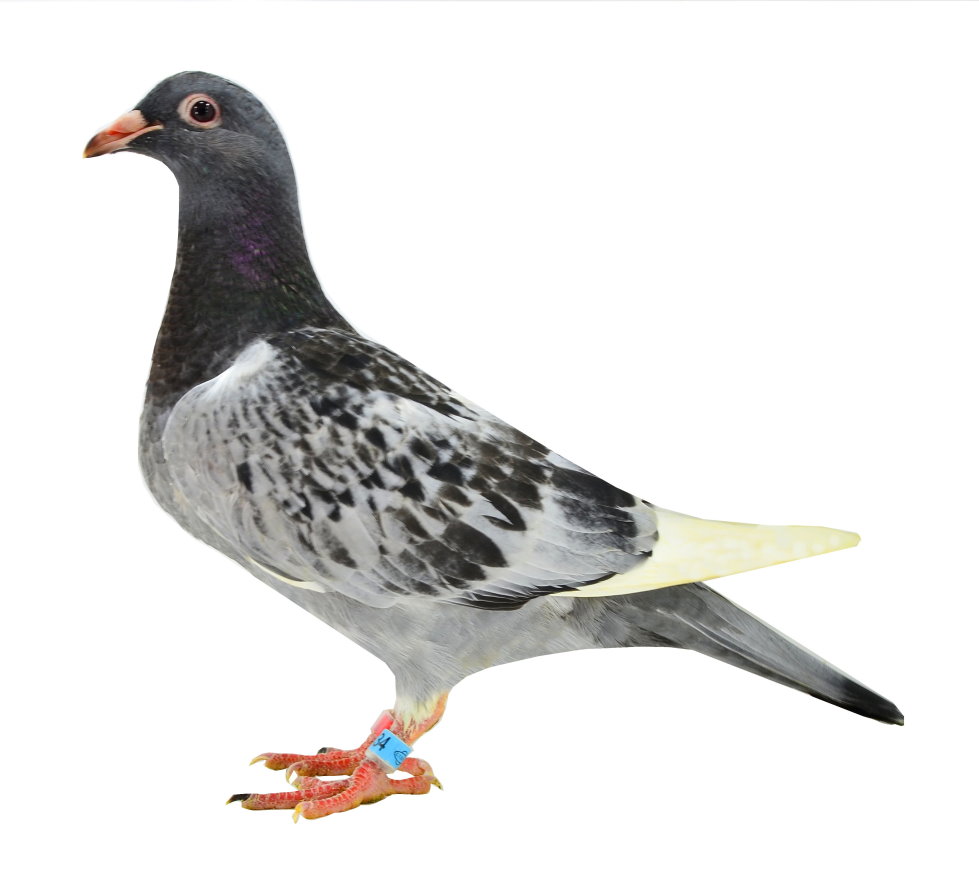 com爱鸽商城_中国信鸽信息网