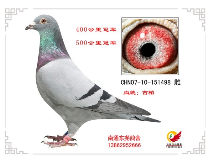 400-500公里双冠军