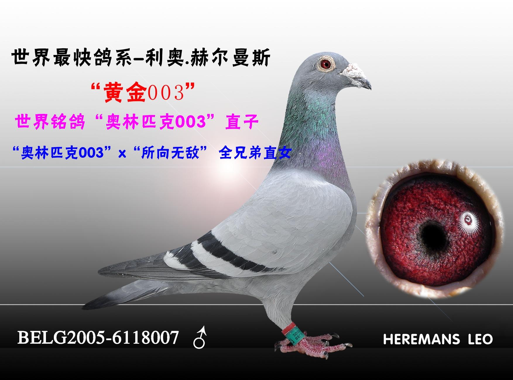 贺尔曼超级种鸽图片图片