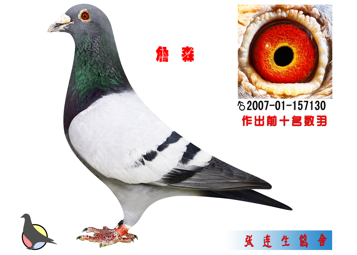 詹森_新世纪鸽舍-张连生-中信网爱鸽商城