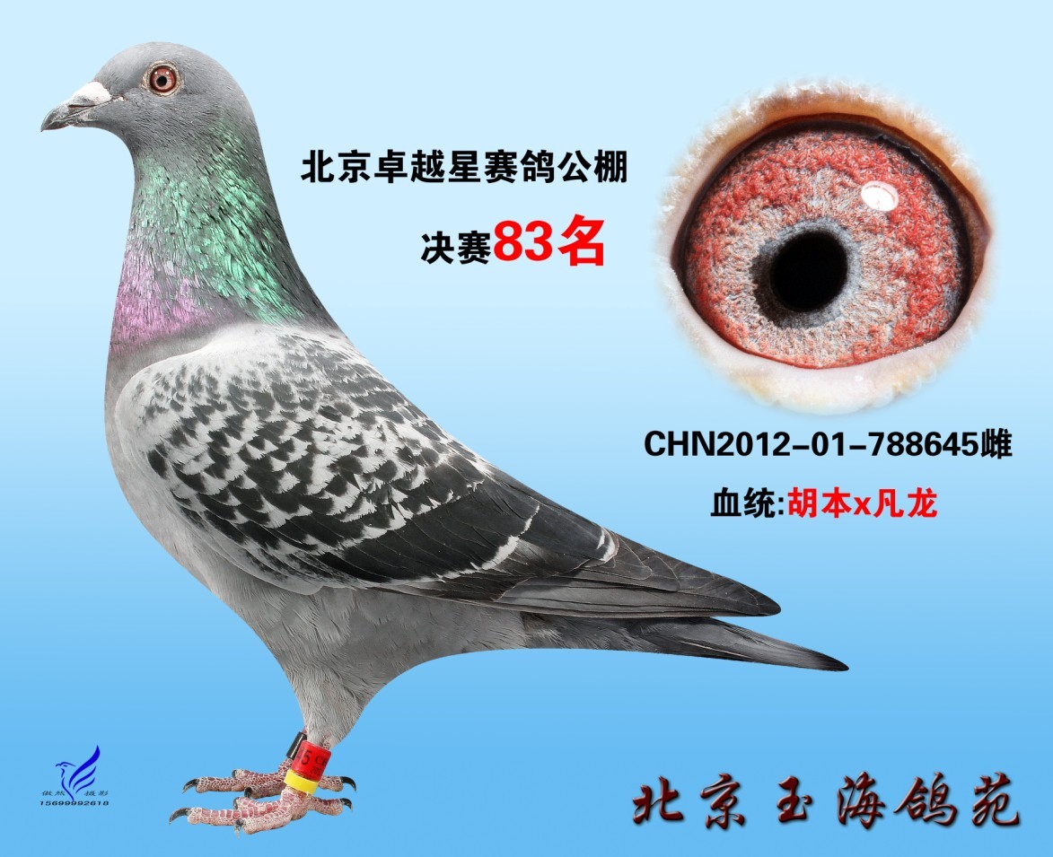 com爱鸽商城_中国信鸽信息网