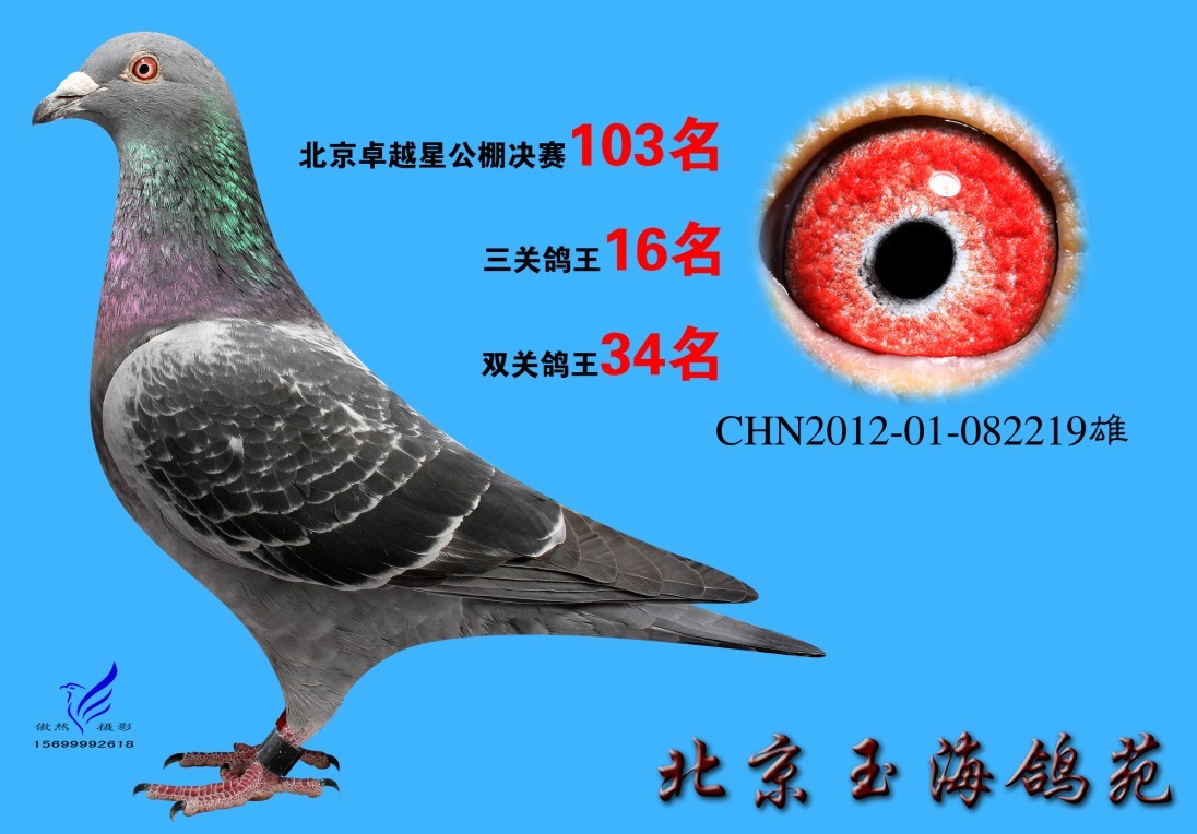 卓越星三关鸽王16名