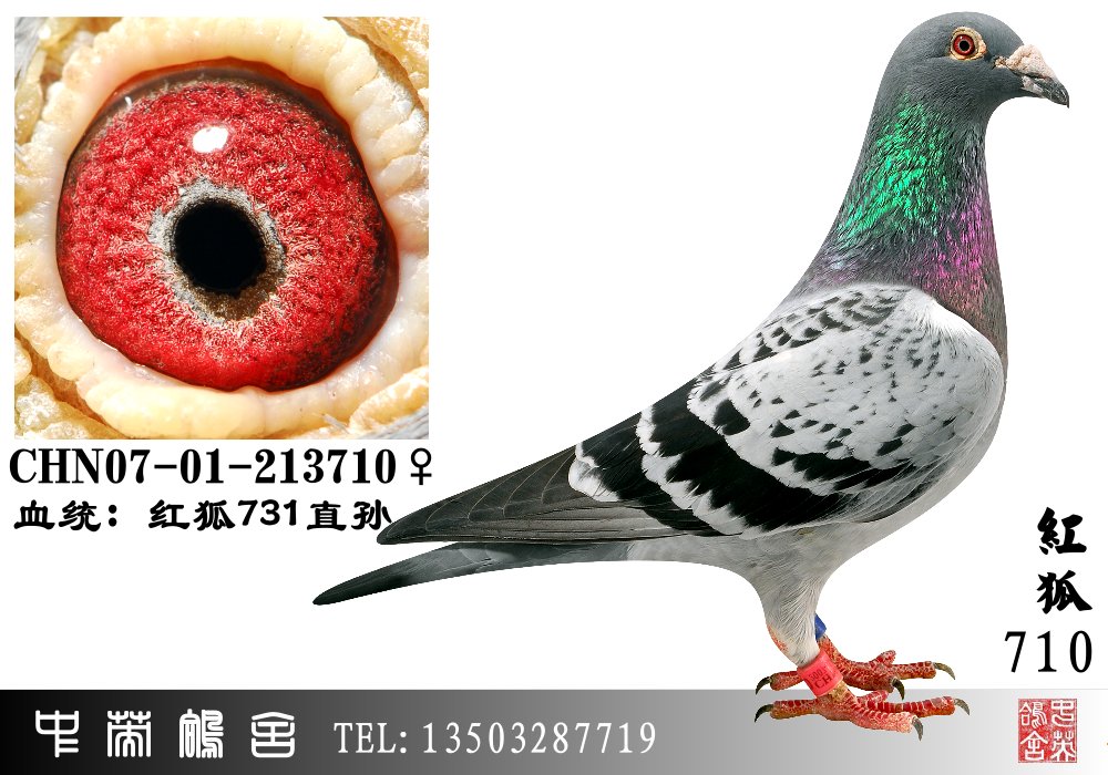 红狐731直孙女_中英鸽舍_ag188.com爱鸽商城_中国信鸽信息网