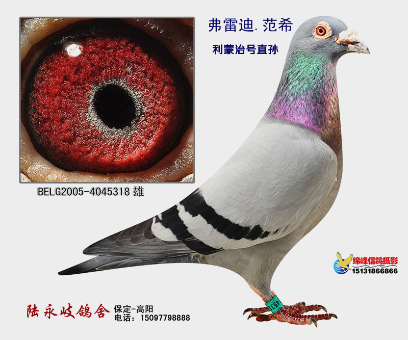 弗雷迪.范希 超级种鸽
