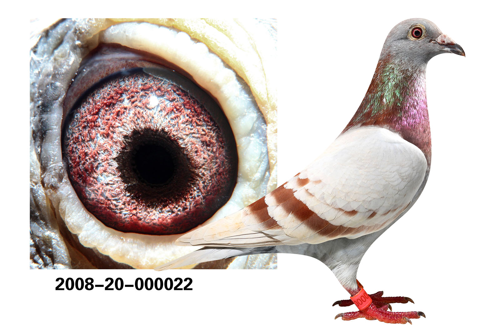 chn2008-20-000022雌