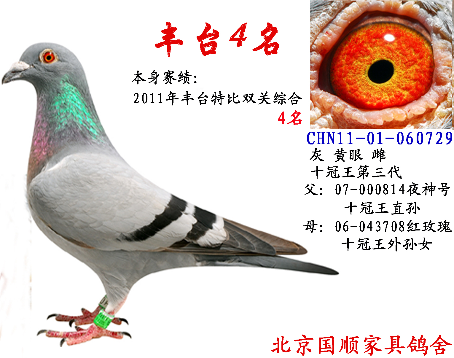 十冠王第三代综合4名_北京国顺家俱鸽舍-中信网爱鸽商城