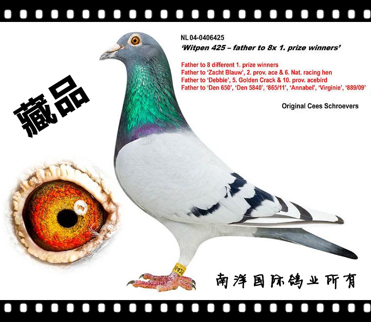 盖比425号(witpen425)已售_南洋国际鸽业-中信网爱鸽商城