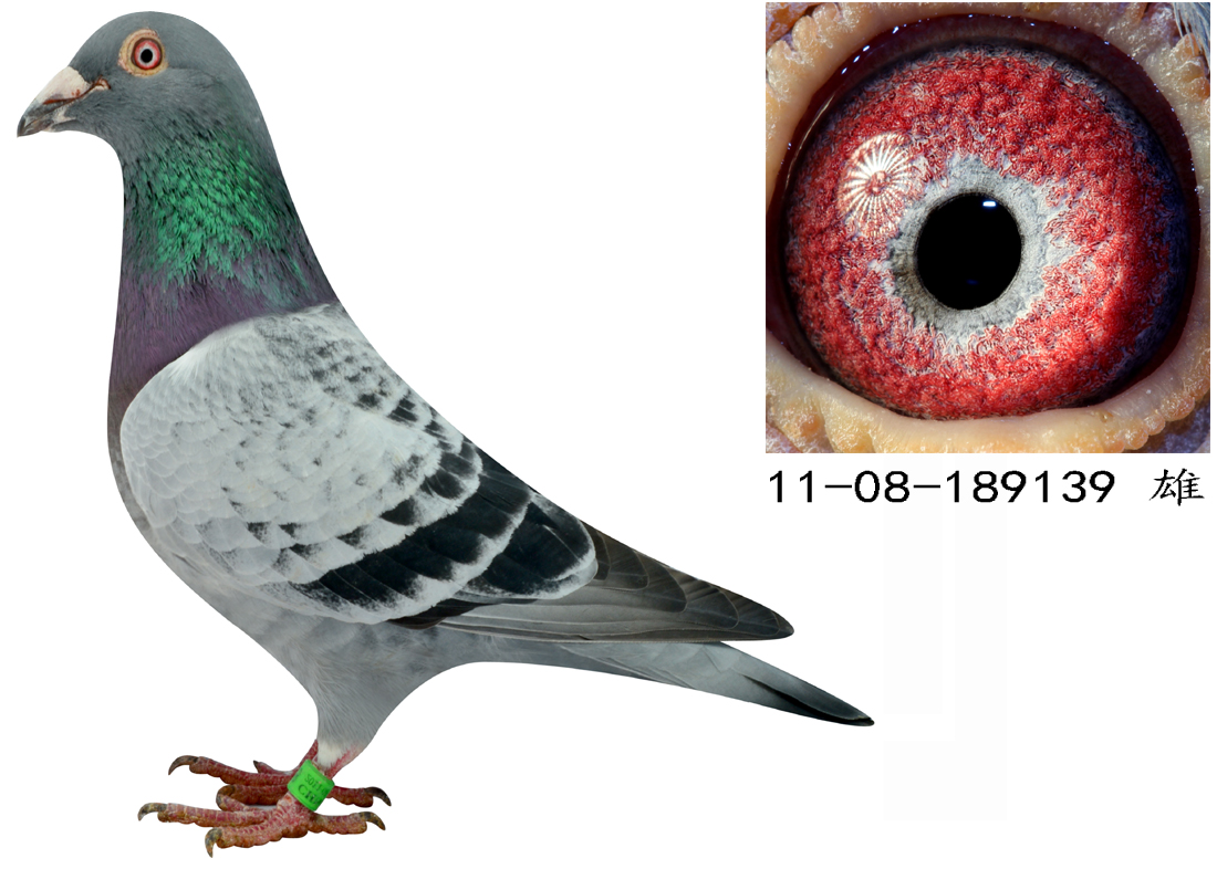 荷兰国家赛冠军直子_彦滨鸽舍_ ag188.com爱鸽商城_中国信鸽信息网