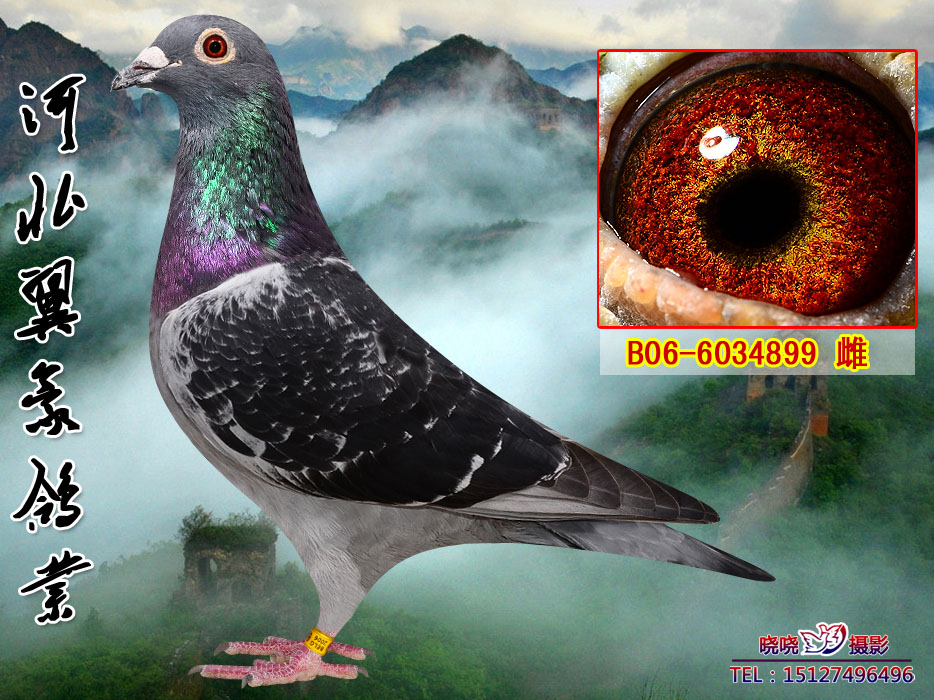 奶酪葛斯顿直孙女