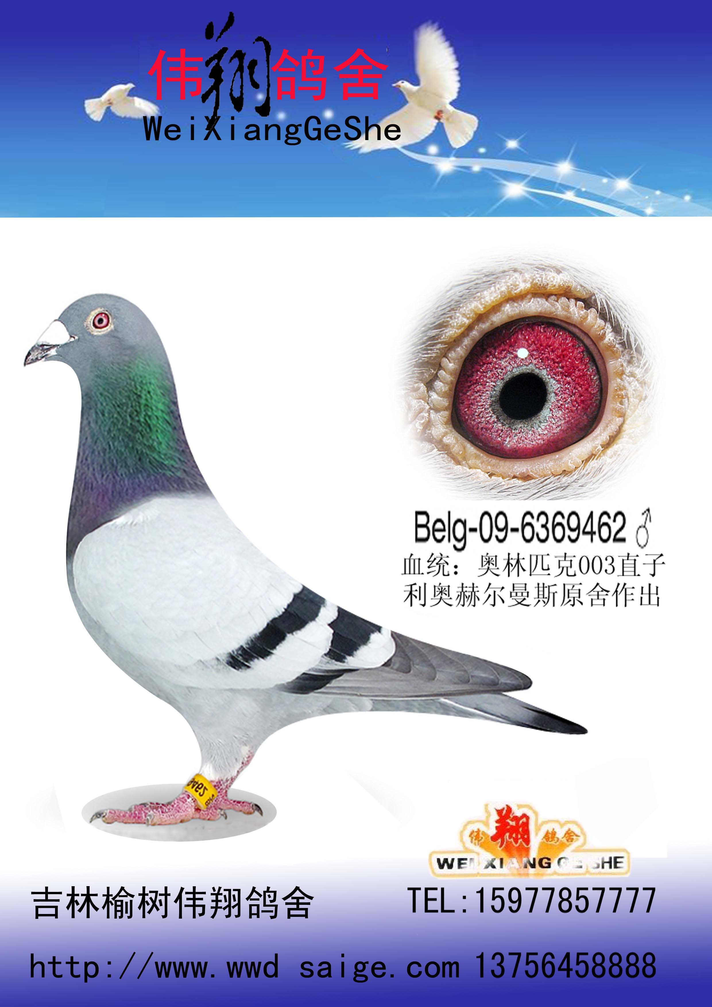 利奥赫尔曼斯003直子