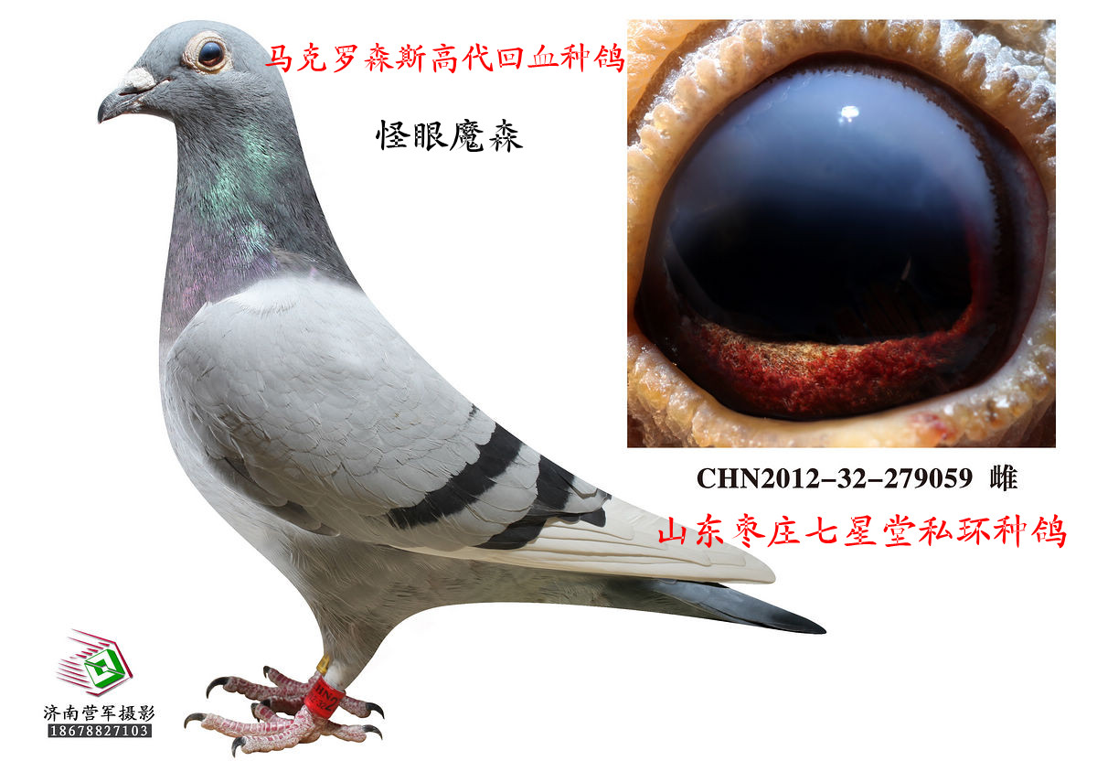 com爱鸽商城_中国信鸽信息网
