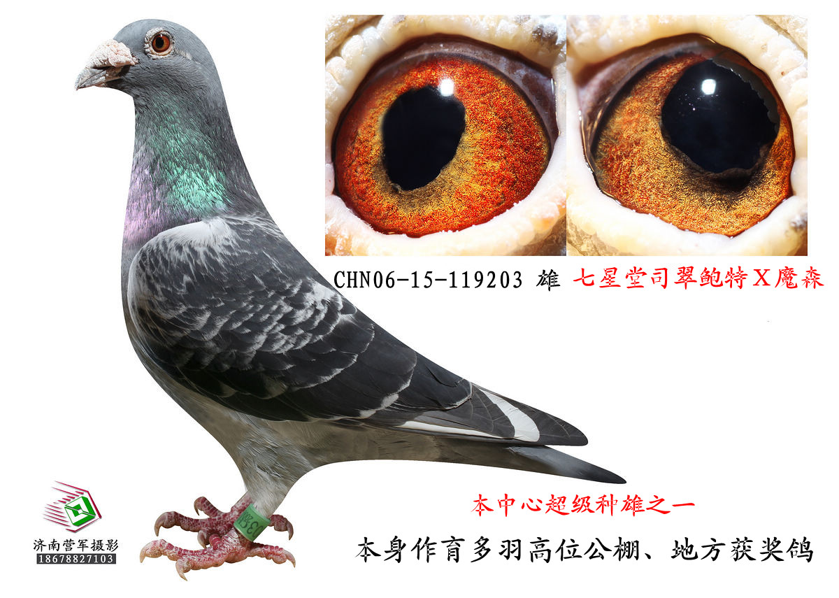 com爱鸽商城_中国信鸽信息网