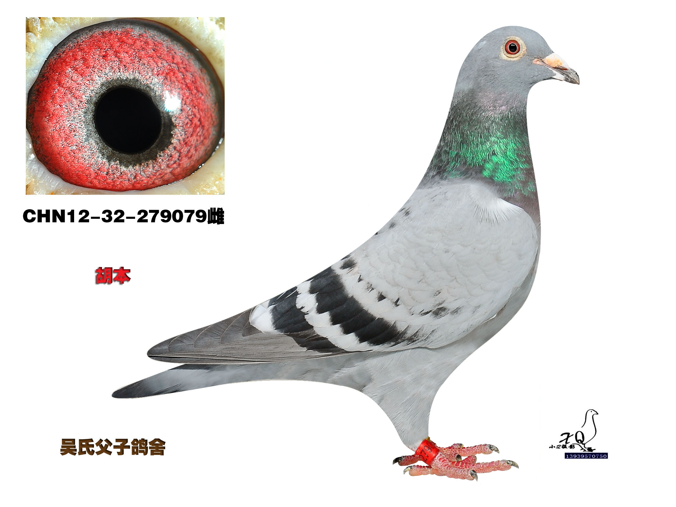 胡本_吴氏父子鸽舍_ ag188.com爱鸽商城_中国信鸽信息网