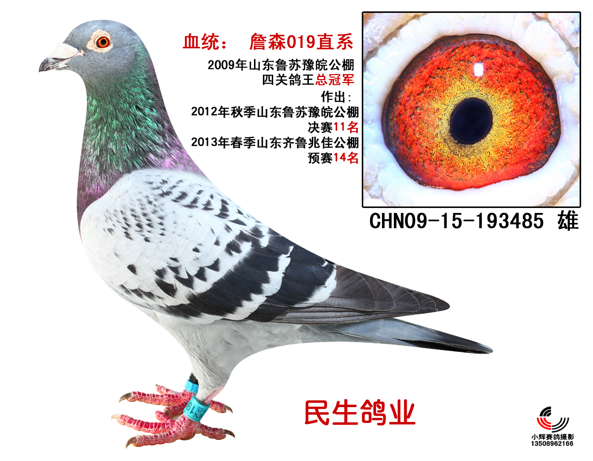 09公棚四关鸽王冠军