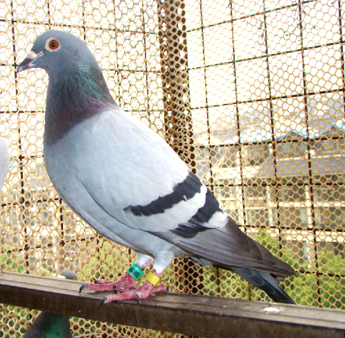 四号雌_济南韩强鸽舍-中信网爱鸽商城