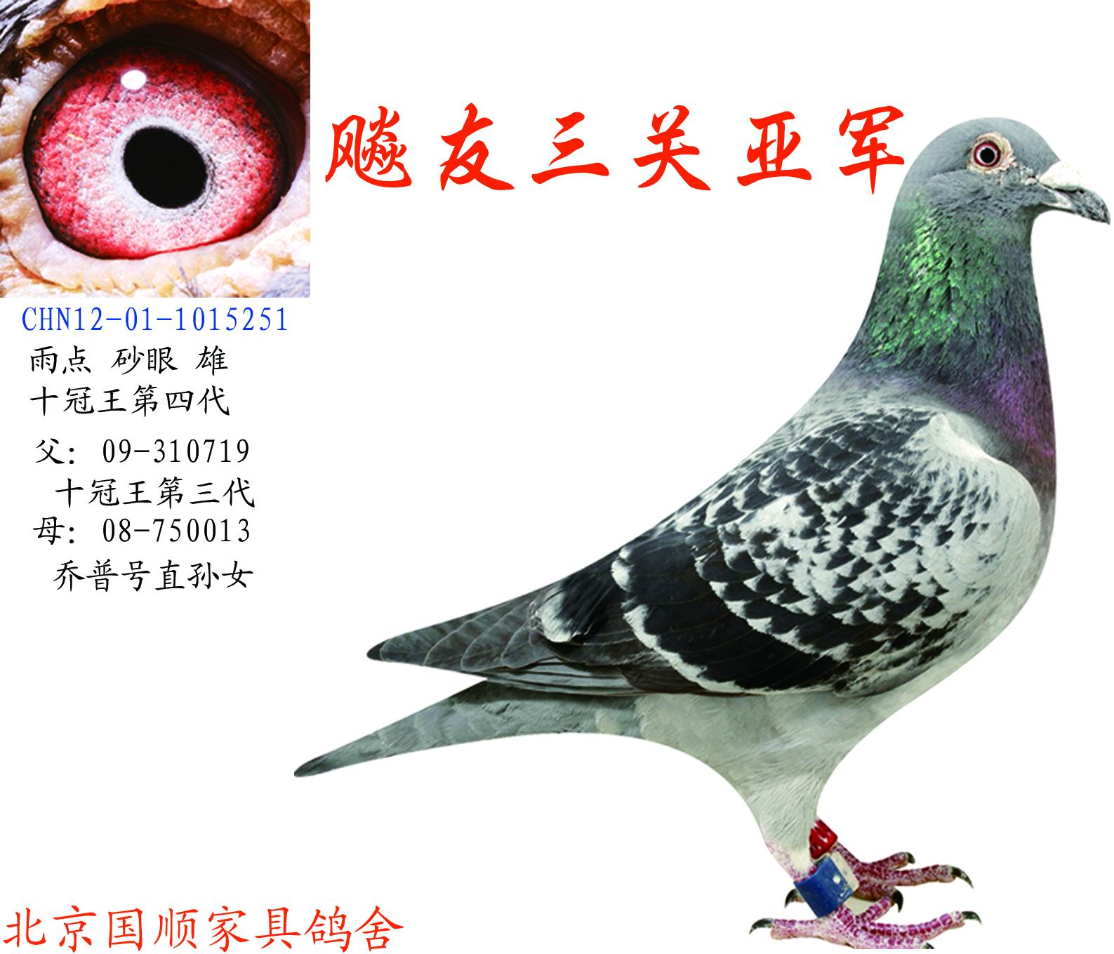 信鸽特征编 号:230524鸽 名:羽 色:雨点眼 砂:砂眼收 藏:点击收藏环