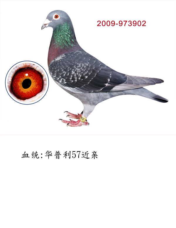 华普利57近亲902