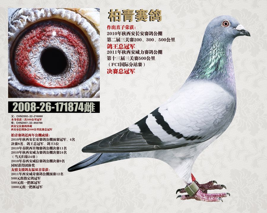 威力冠军同父母全弟-2011年_陕西搏青赛鸽-中信网爱鸽商城