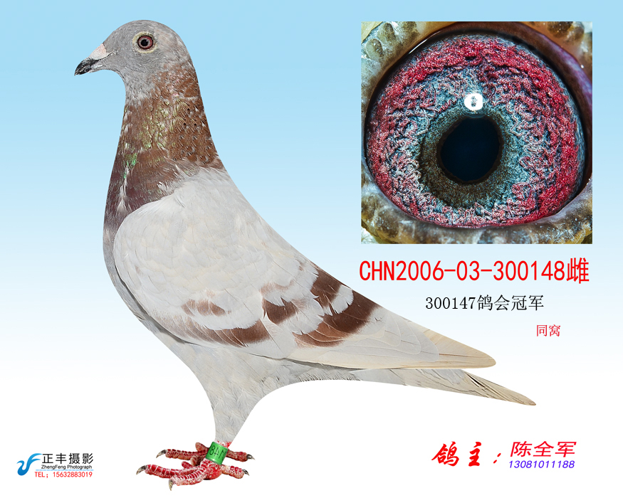 超级种鸽_极速帅鸽舍_ ag188.com爱鸽商城_中国信鸽信息网