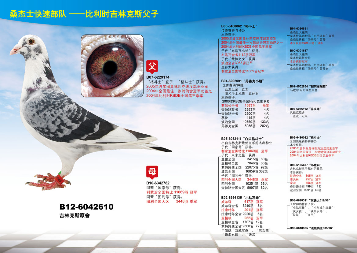 com爱鸽商城_中国信鸽信息网