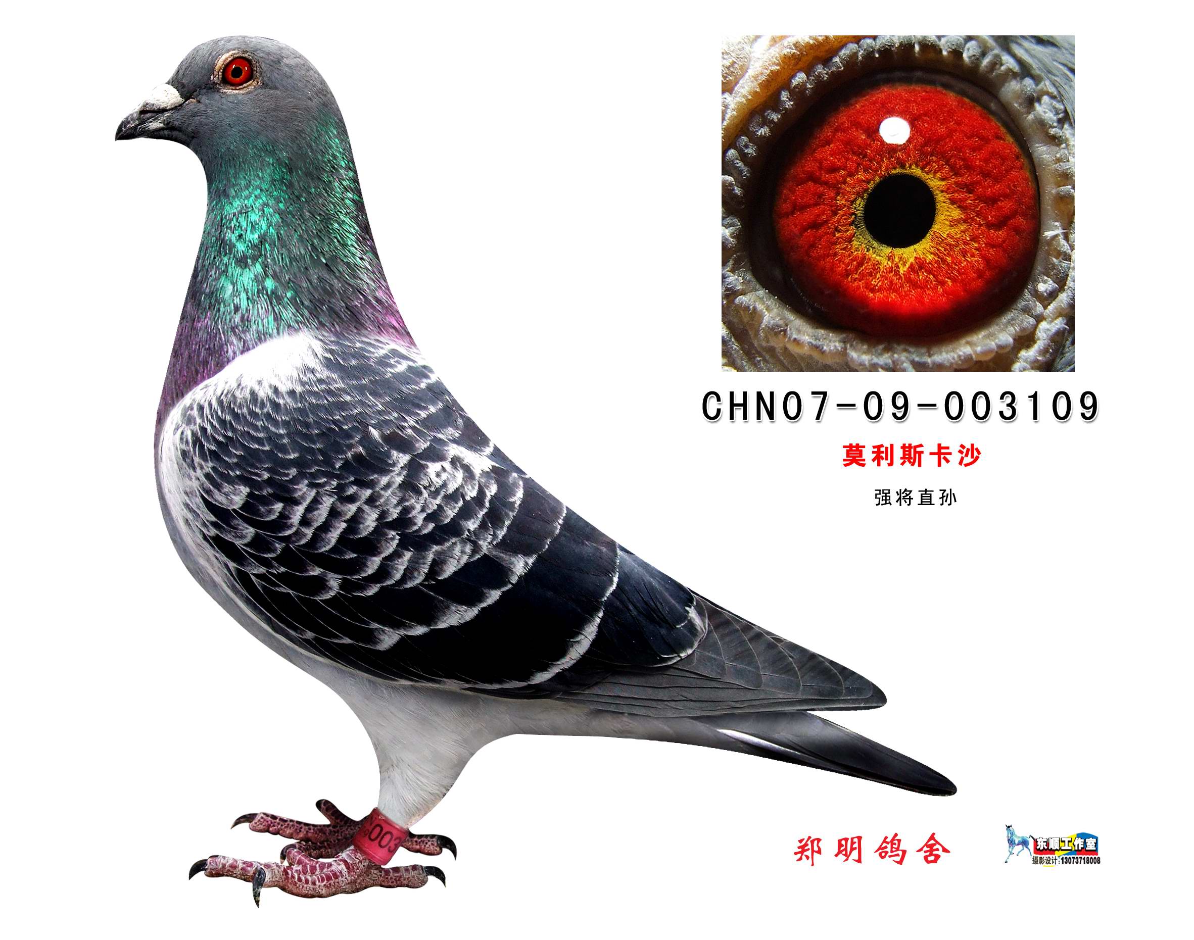 chn-07-09-003109_宝翔鸽业-中信网爱鸽商城