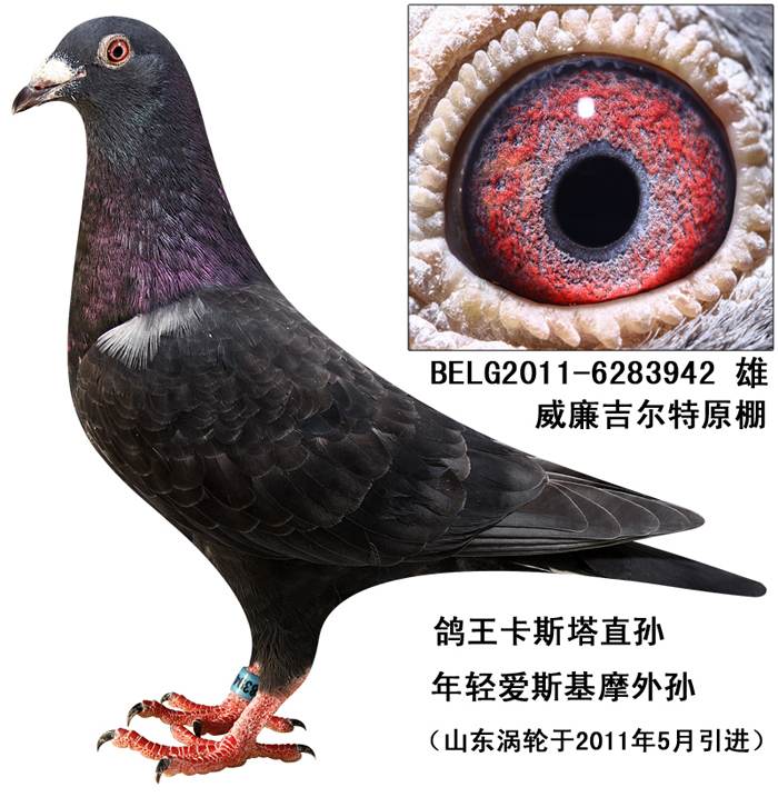 黑色威廉【已转】_安徽龙穴鸽舍_ ag188.com爱鸽商城_中国信鸽信息网