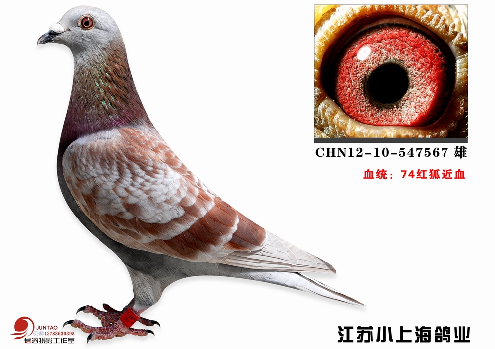 信鸽特征