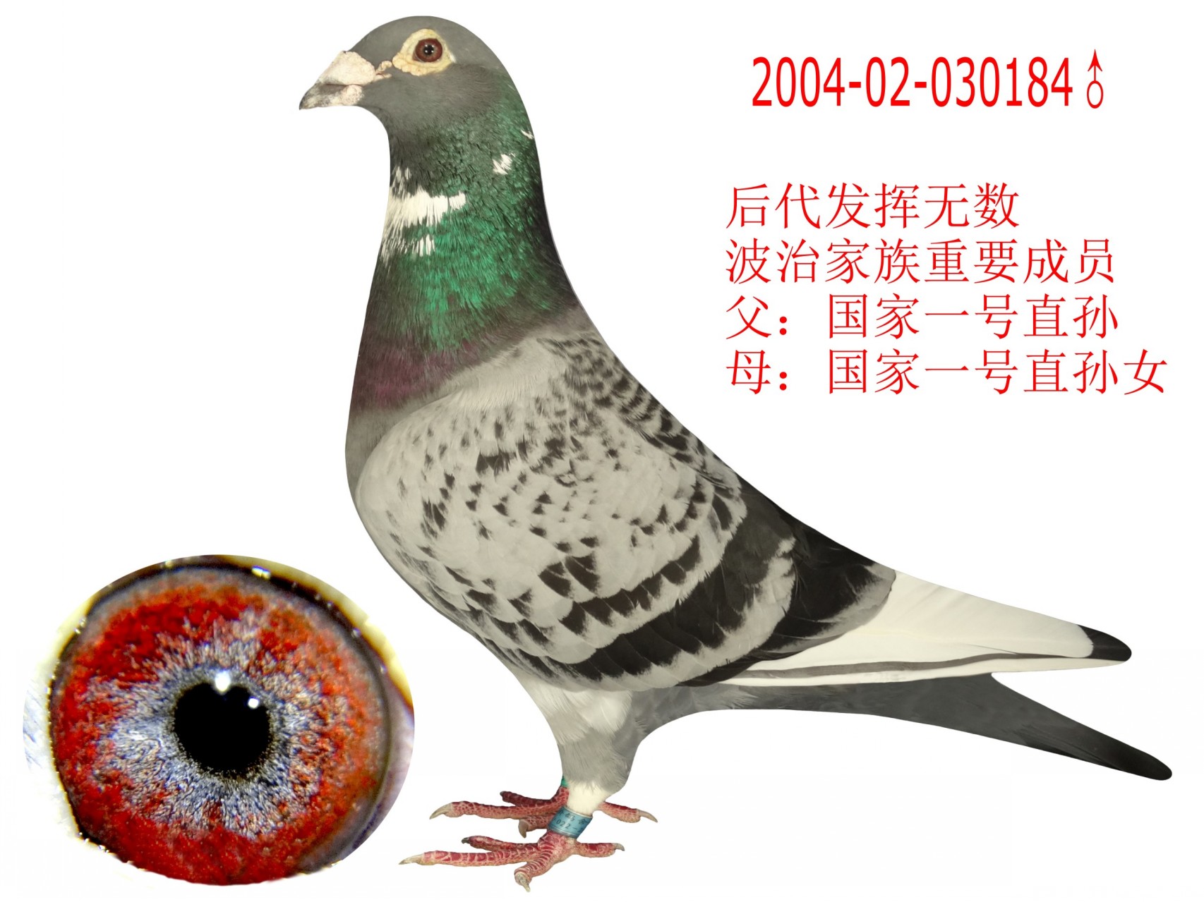 国家一号_山东铭城鸽舍_ag188.com爱鸽商城_中国信鸽信息网