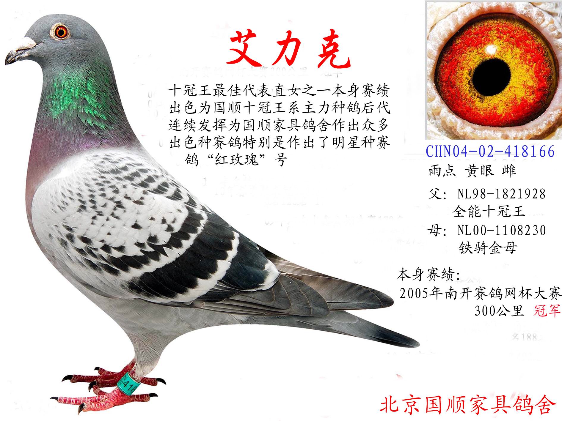 十冠王直女公棚冠军之母_北京国顺家俱鸽舍_ ag188.