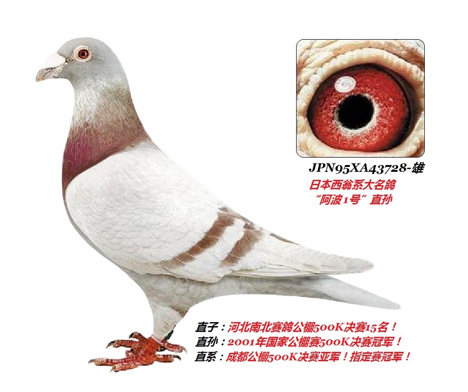 日本信鸽品种图片